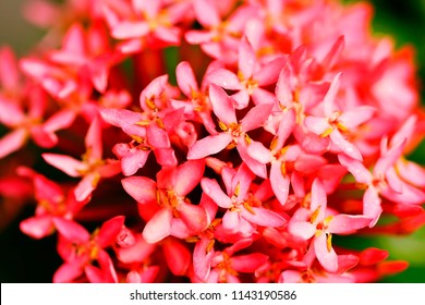 Selective soft focus close up Red flower with blurry colored leaf background.
