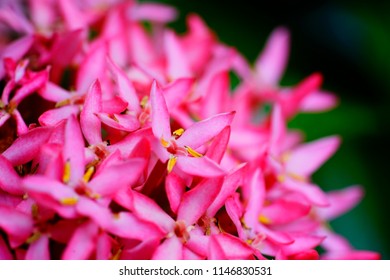 Selective soft focus close up Red flower with blurry colored leaf background.
