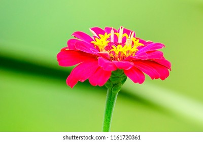 Selective soft focus close up Red flower with blurry colored leaf background.