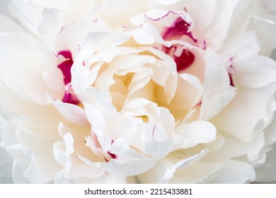 Selective Soft Focus, Close Up Of White Peony Petals.