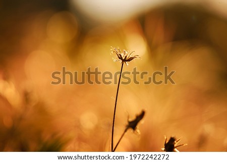 Similar – Image, Stock Photo Meadow in the morning light