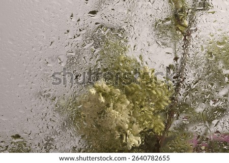 Selective soft focus Leaf, Flower spring twig through glass with wet water drops. Abstract natural blur background.
