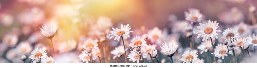 Selective and soft focus on daisy flower, beautiful meadow landscape in spring, meadow flowers lit by sunlight in late afternoon