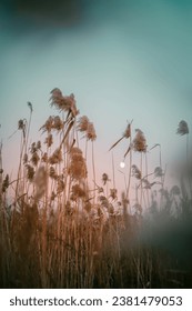 Selective soft focus on dry grass, stalks blowing in the wind at golden sunset light, blurred, copy space, Nature, grass concept. Calm and natural background.