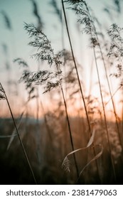 Selective soft focus on dry grass, stalks blowing in the wind at golden sunset light, blurred, copy space, Nature, grass concept. Calm and natural background.