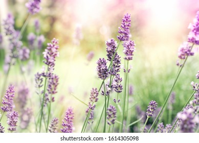  Selective and soft focus on lavender, lavender flowers lit by sunlight in flower garden - Shutterstock ID 1614305098