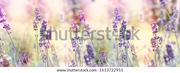Selective and soft focus on lavender, flowering\
lavender flowers in\
garden