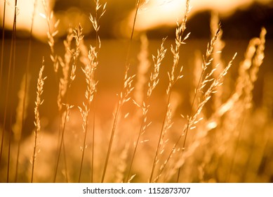 Selective Soft Focus Thistles And Long Grass At Sunset.