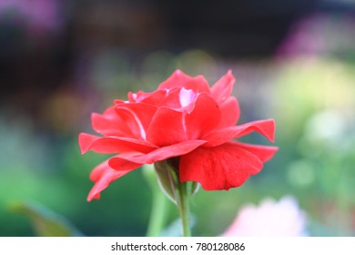 selective solf focus beautiful red rose flower with blur background