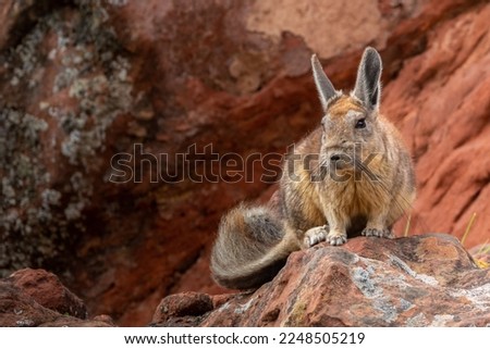A selective of southern viscacha (Lagidium viscacia) on rocks