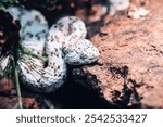 A selective of a  speckled rattlesnake (Crotalus mitchelli pyrrhus) in rocks