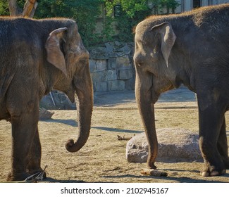 A Selective Of Two Friendly Elephants In A Zoo