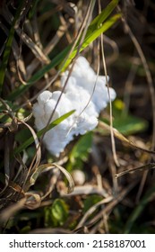 A selective of white styrofoam in grass