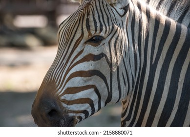 A Selective Of A Zebra Face