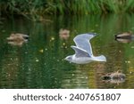 Selectively focused Ring-billed Gull in flight with a blurred background of Black Bellied Whistling Ducks on the Audubon Park lagoon in New Orleans, LA, USA