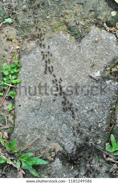 Selectively focused termites in groups migrating on\
walkway path