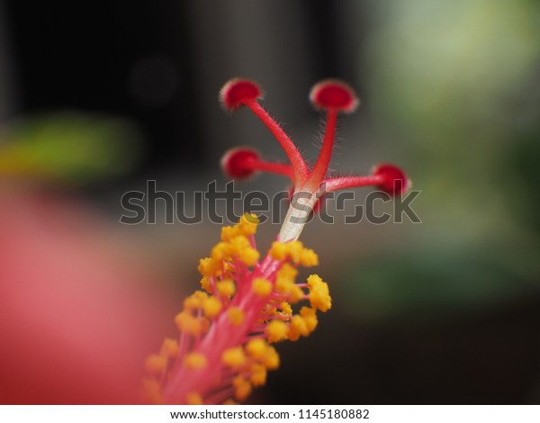 Selecttion Focus Point Image Pollen Red Stock Photo Edit Now