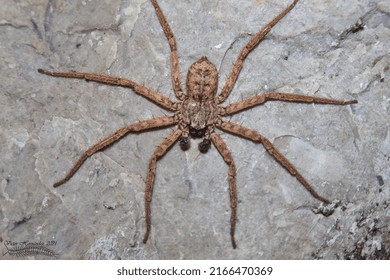 Selenops Mexicanus From Reserva Biosfera Del Cielo, Tamaulipas, Mexico