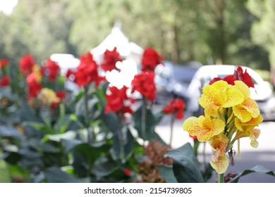 Seletive focus - red flower with big green leaves, red canna, Sierra Leone arrowroot, canna, cannaceae, canna lily, Flowers at the park, nature background