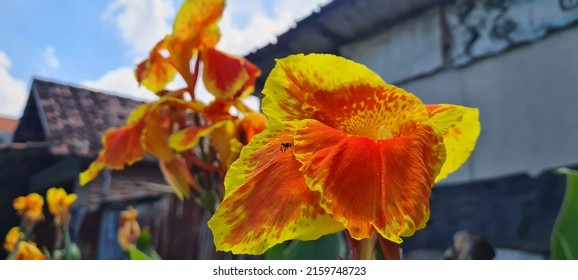 Seletive focus - red flower with big green leaves, red canna, Sierra Leone arrowroot, canna, cannaceae, canna lily, Flowers at the park, nature background