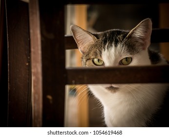 Self - Censorship. A Cat Sitting Under A Chair Censored By Parts Of The Chair.