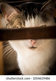 Self - Censorship. A Cat Sitting Under A Chair Censored By Parts Of The Chair.