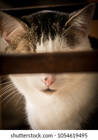 Self - Censorship. A Cat Sitting Under A Chair Censored By Parts Of The Chair.