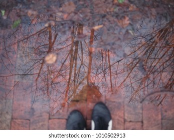 Self Reflection Trees