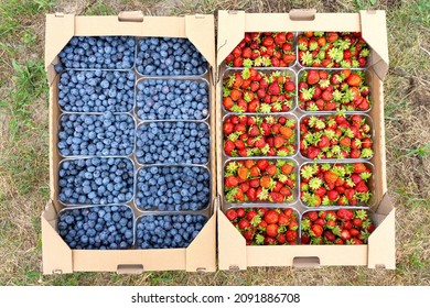 Self-assembly shipping boxes full of plastic containers with freshly picked strawberries and blueberries on the ground outdoors.