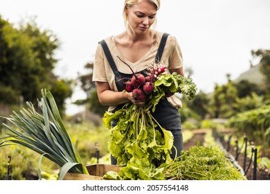 Self-sustainable farmer harvesting a variety of fresh produce on an organic farm. Young female farmer gathering fresh vegetables in her garden. Woman arranging freshly picked vegetables into a crate. - Powered by Shutterstock