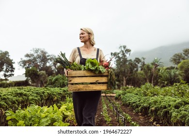 Self-sustaining lifestyle. Woman walking in fields harvesting vegetables for cooking. - Shutterstock ID 1964672227