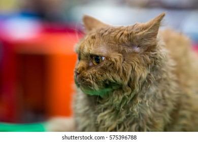 Selkirk Rex