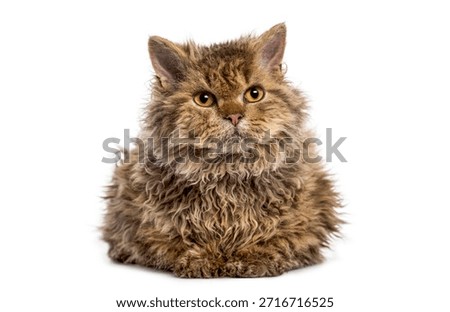 Selkirk rex cat lying down and looking up on white background