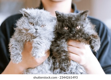 The Selkirk Rex is famous for her plush, curly hair that has earned her the nickname 
