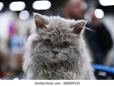 A Selkirk Rex Kitten