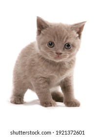 Selkirk Rex Kitten Isolated On A White Background