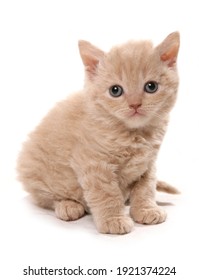 Chaton Fond Blanc Stock Photos Images Photography Shutterstock