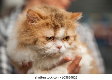 Selkirk Rex Portrait