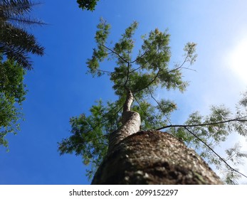 Selong Tree Seen From Below In A Rural Area