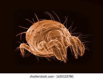 SEM micrography of a microscopic tick on black background