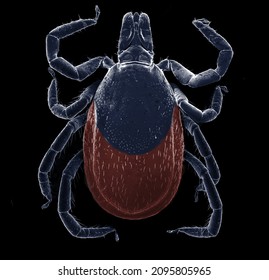 SEM micrography of a tick (Ixodes persulcatus) on black background	 - Shutterstock ID 2095805965