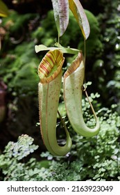 Semar bag (Nepenthes) is an insectivorous plant, also called carnivorous plant. Tropical Nepenthes Predatory carnivorous plant with jug pitcher for collecting moisture and luring insects - Shutterstock ID 2163923049
