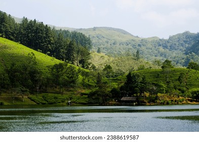 sembuwatta lake, hill view, hillview, sri lanka, upcountry, pine land, backgrounds, sembuwatta alke, boat in the lake, trees, natural, tea, tea estate, background, sembuwatta, outdoor, tropical, envir