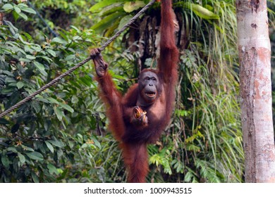 Semenggoh Malaysia December 31 Borneo Orangutan Stock Photo 1009943512 ...