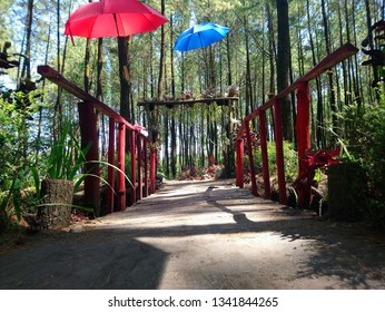 Semeru Pine Forest Wajak Village Malang Stock Photo Edit Now 1341844265