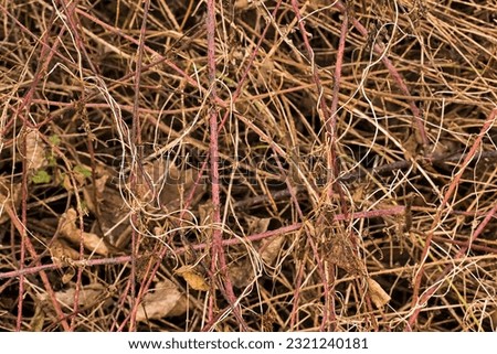 semi abstract nature pattern of prickly bare branches of a bramble bush with dried veins of a climbing plant