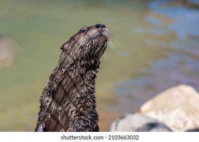 A Semi Aquatic Mammal Endemic Strolling Around The Preserve Park