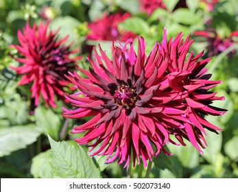 Semi Cactus Dahlia, Dahlia Black Jack