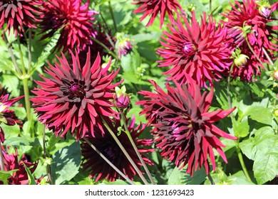 Semi Cactus Dahlias, Dahlia Black Jack