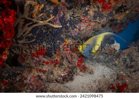 Semi circle anglefish swimming above coral reef (Pomacanthus semicirculatus)